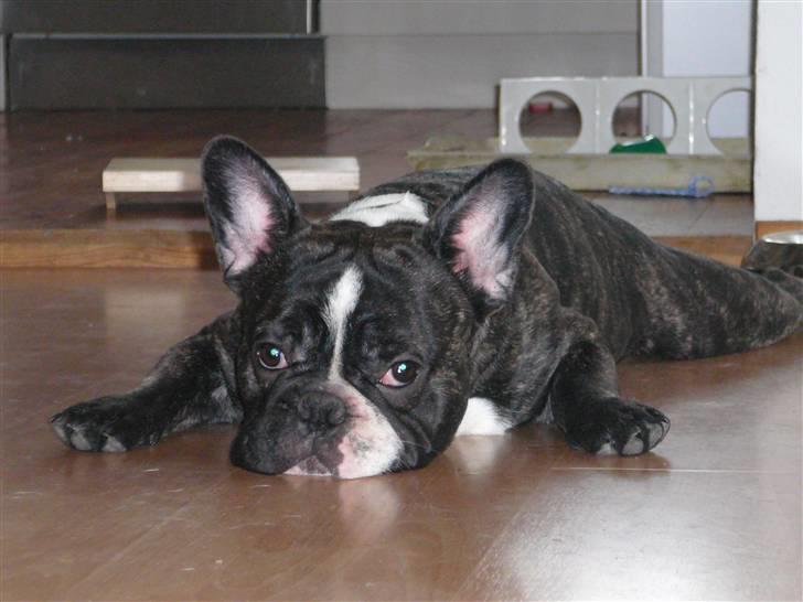 Fransk bulldog gizmo (gisse) - jeg er heeeelt flad billede 1