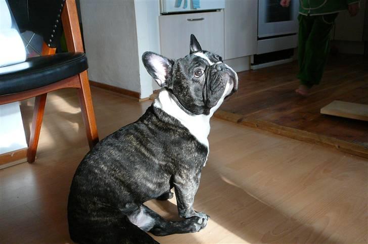 Fransk bulldog gizmo (gisse) - hvad siger du? billede 2