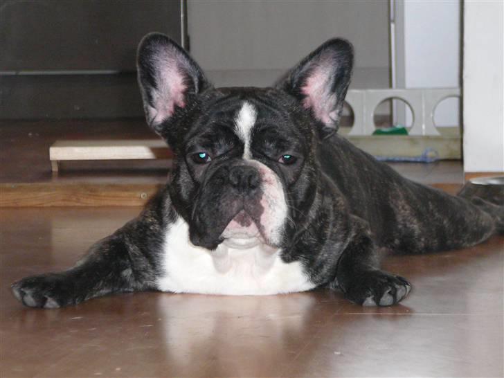 Fransk bulldog gizmo (gisse) - simulerer en strandet hvalros billede 3