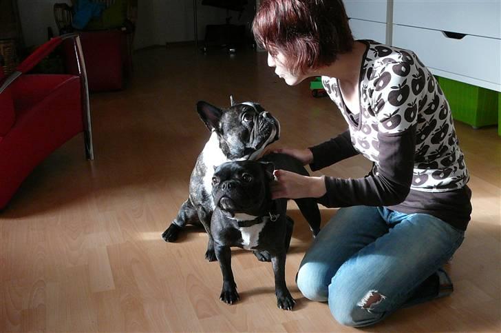 Fransk bulldog gizmo (gisse) - min menneskemor,mig og min hundesøster billede 4