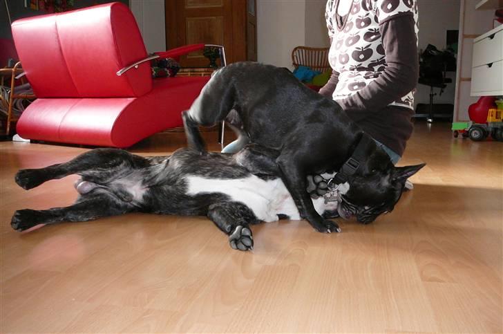 Fransk bulldog gizmo (gisse) - nu giver hun bøllebank igen billede 5