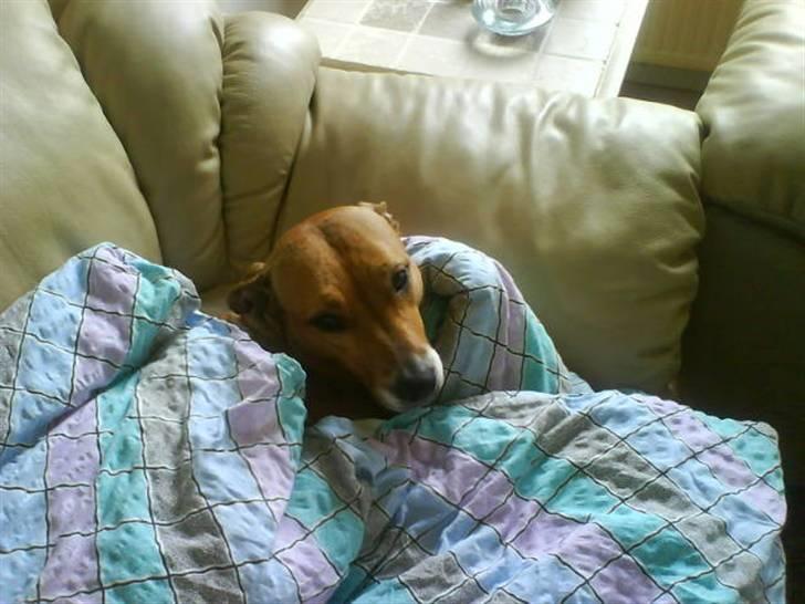 Blanding af racer Freja - en rigtig puttetøs billede 1