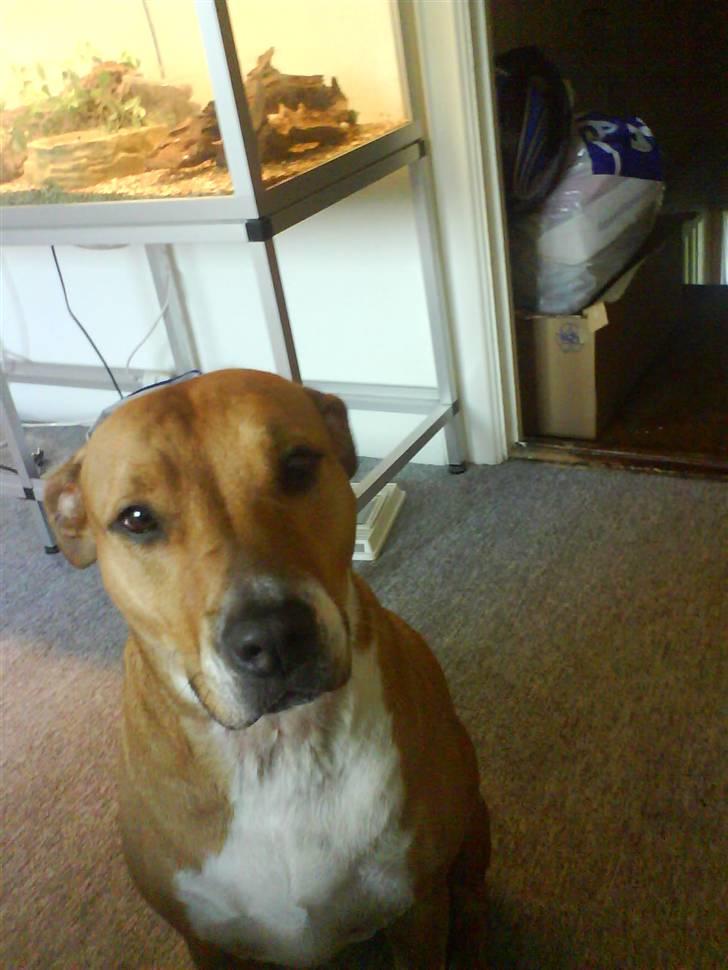 Blanding af racer Freja - er jeg ikke bare køn billede 2