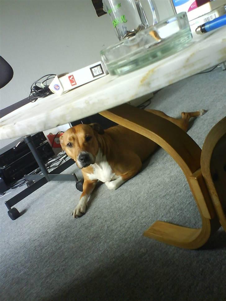 Blanding af racer Freja - her er jeg så igen billede 3