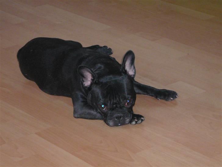 Fransk bulldog liva - jeg er faktisk træt billede 7