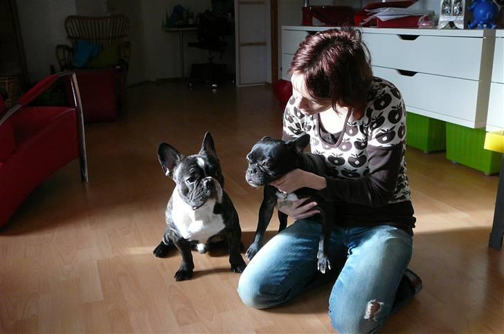 Fransk bulldog liva - hey jeg gider ikke,er du ude på at kvæle mig........... billede 8