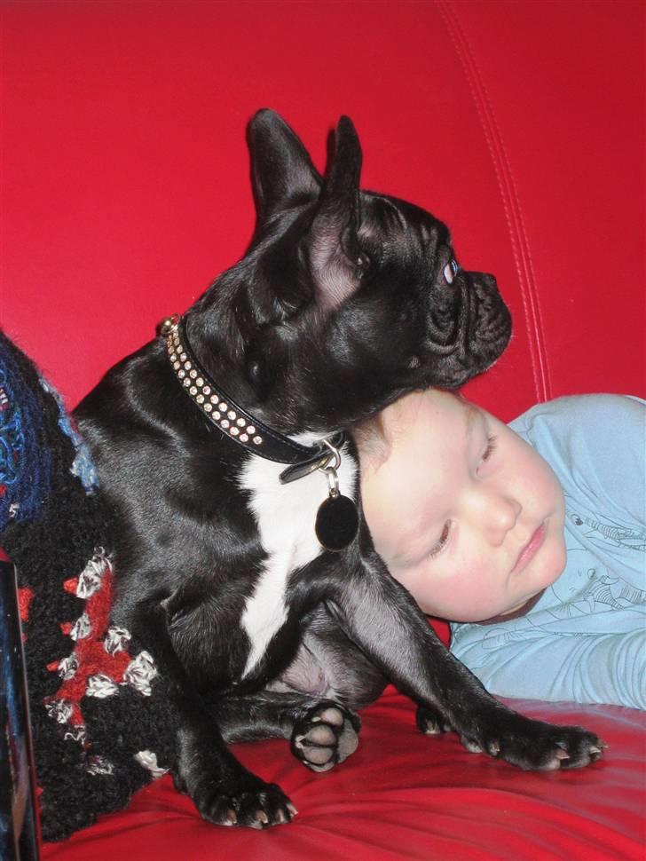 Fransk bulldog liva - århh hvor vi hygger billede 9