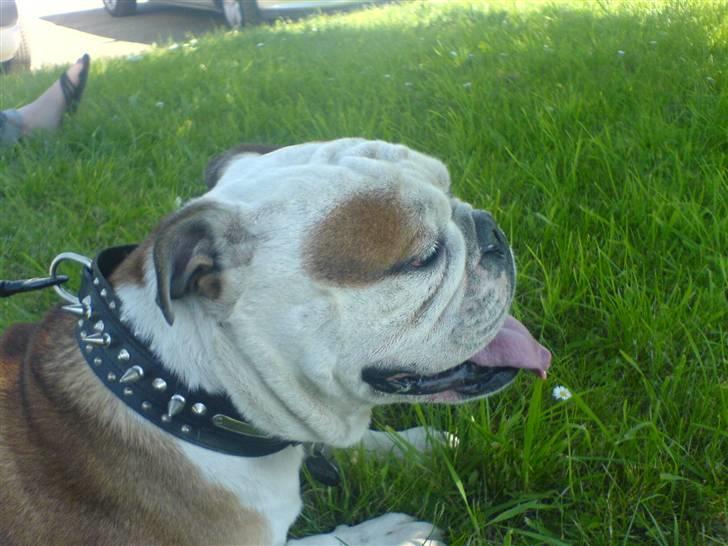 Engelsk bulldog Mojo *RIP* billede 6