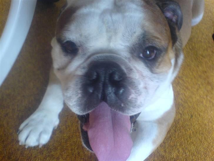 Engelsk bulldog Mojo *RIP* billede 7