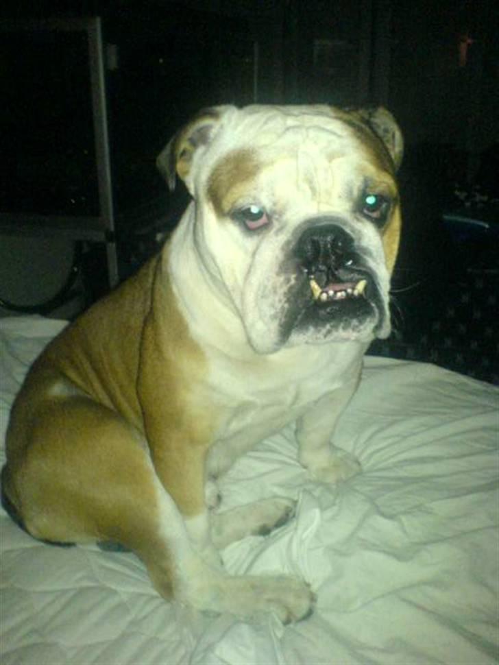 Engelsk bulldog Mojo *RIP* billede 8