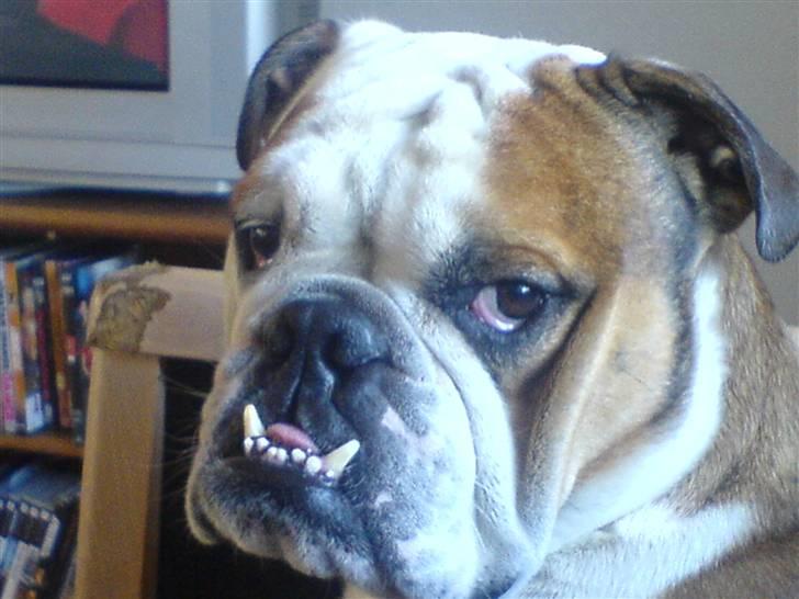 Engelsk bulldog Mojo *RIP* billede 9