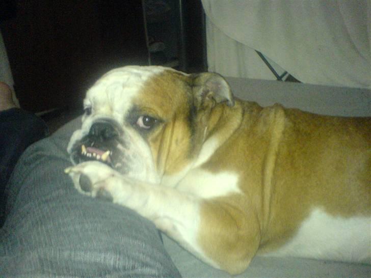 Engelsk bulldog Mojo *RIP* billede 10