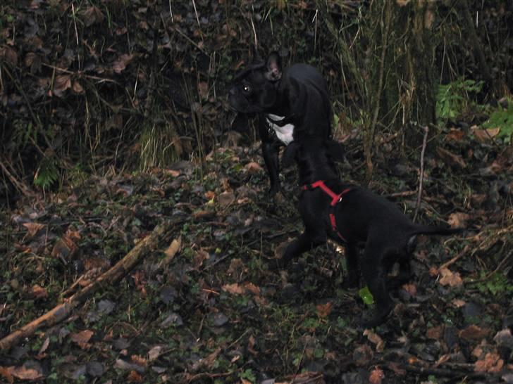 Fransk bulldog liva - i skoven med min kammerat mads billede 10