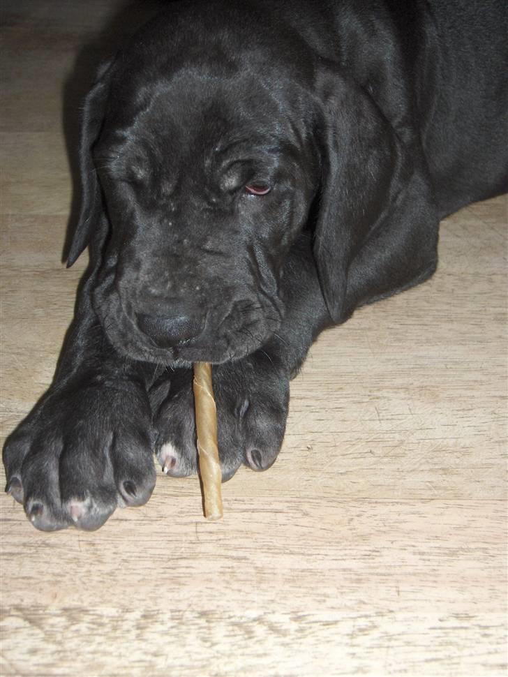 Grand danois ## RICCO ## - 6 uger gammel... billede 11