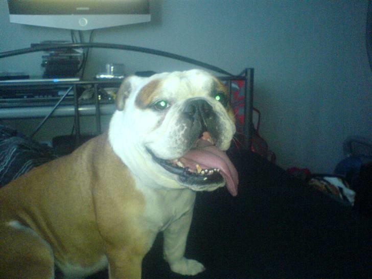 Engelsk bulldog Mojo *RIP* billede 11