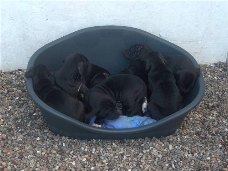 Grand danois ## RICCO ## - hvem kan da stå for 8 små GD ( 5 uger gamle ) billede 13