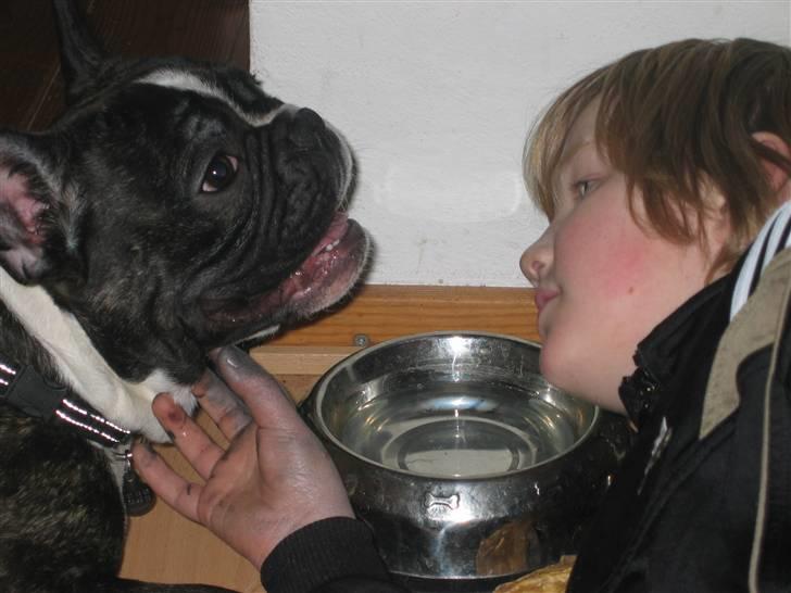 Fransk bulldog gizmo (gisse) - skal vi  drikke vand sammen? billede 6