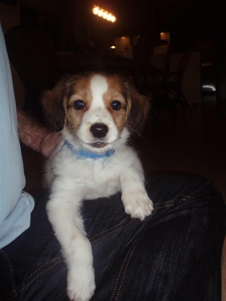 Kooikerhondje Kooijoy Carlo - Er jeg ikke lækker billede 1