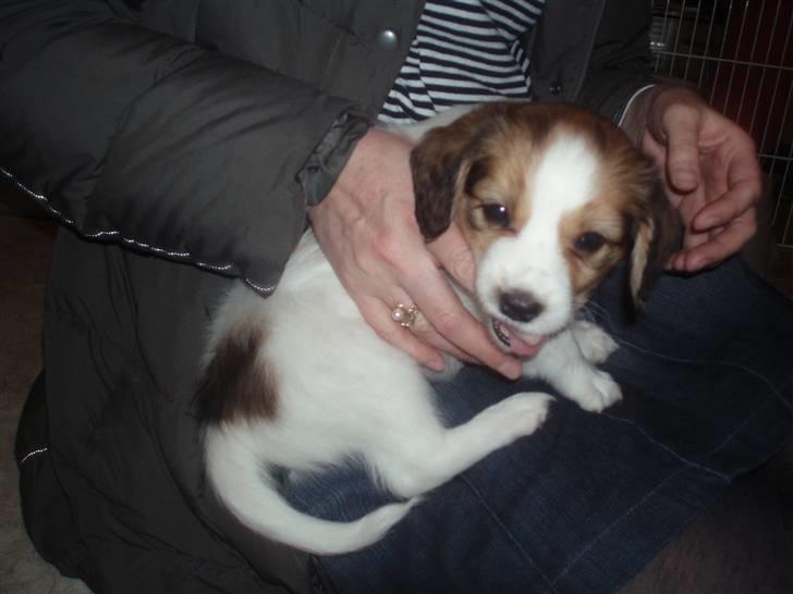 Kooikerhondje Kooijoy Carlo - Carlo 6 uger billede 2