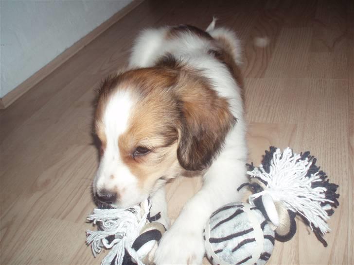 Kooikerhondje Kooijoy Carlo - Carlo 8½ uger gammel og ved at føle sig hjemme billede 3