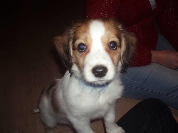 Kooikerhondje Kooijoy Carlo - Jeg er lækker og mine ejer elsker mig billede 4