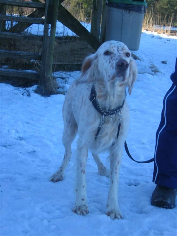 Engelsk setter Altegeinos kittshe billede 1