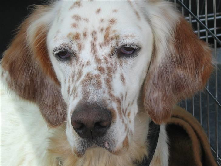 Engelsk setter Altegeinos kittshe billede 2