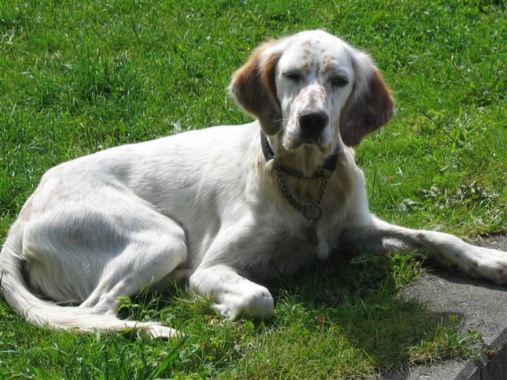 Engelsk setter Altegeinos kittshe billede 3