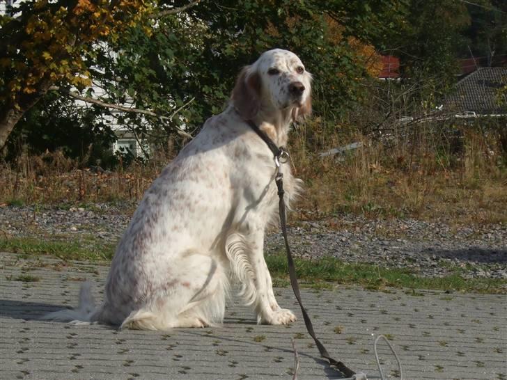 Engelsk setter Altegeinos kittshe billede 4