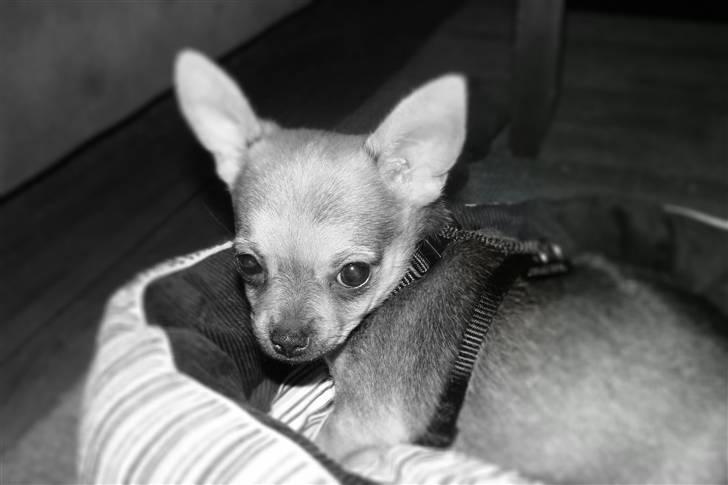 Chihuahua Oliver - Dejlige lille Oliver <3 billede 1