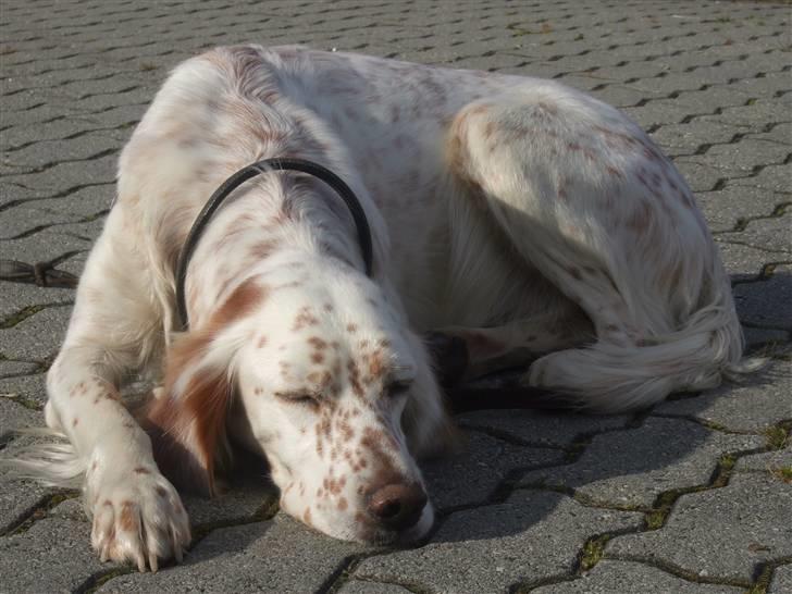 Engelsk setter Altegeinos kittshe billede 5