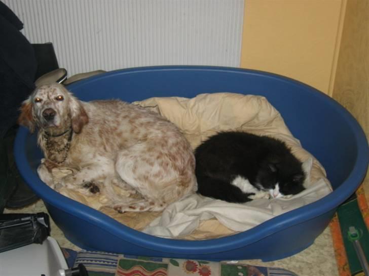 Engelsk setter Altegeinos kittshe billede 6