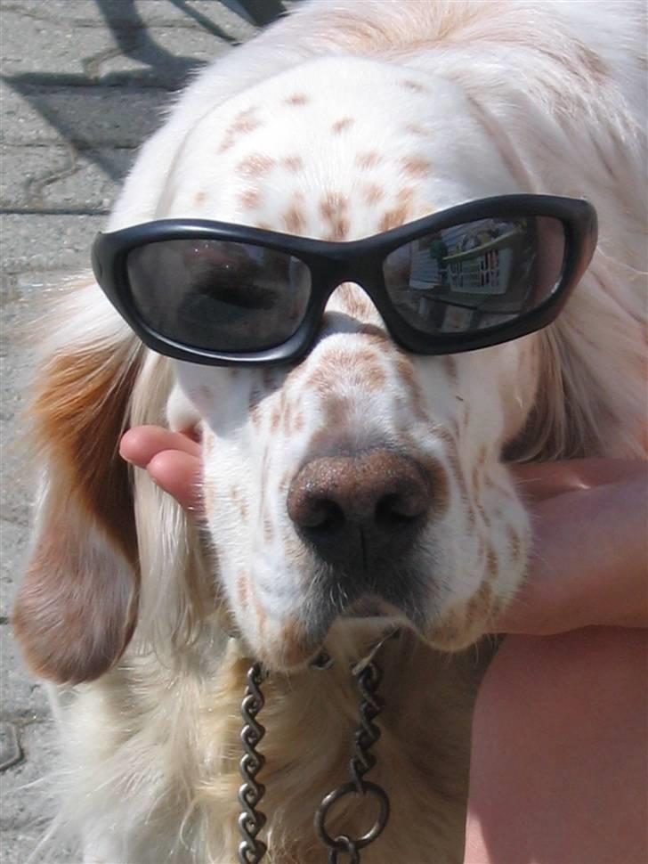 Engelsk setter Altegeinos kittshe billede 7