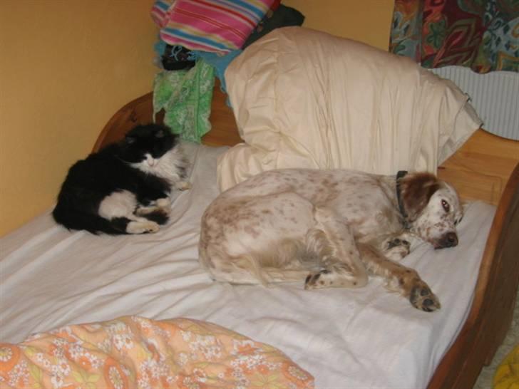 Engelsk setter Altegeinos kittshe billede 8