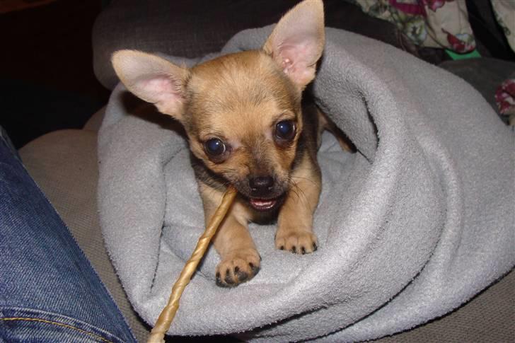 Chihuahua Oliver - Oliver der gemmer sig i et tæppe med sit tyggepen .. billede 2