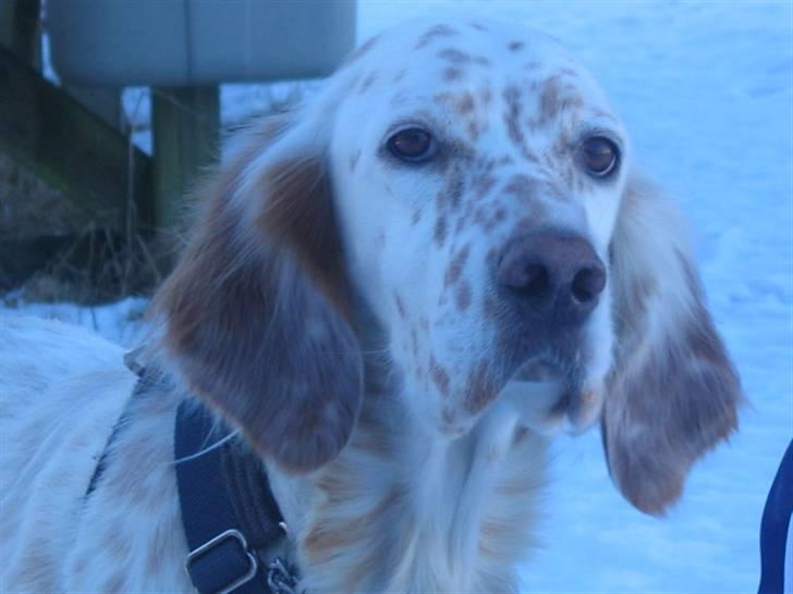 Engelsk setter Altegeinos kittshe billede 9