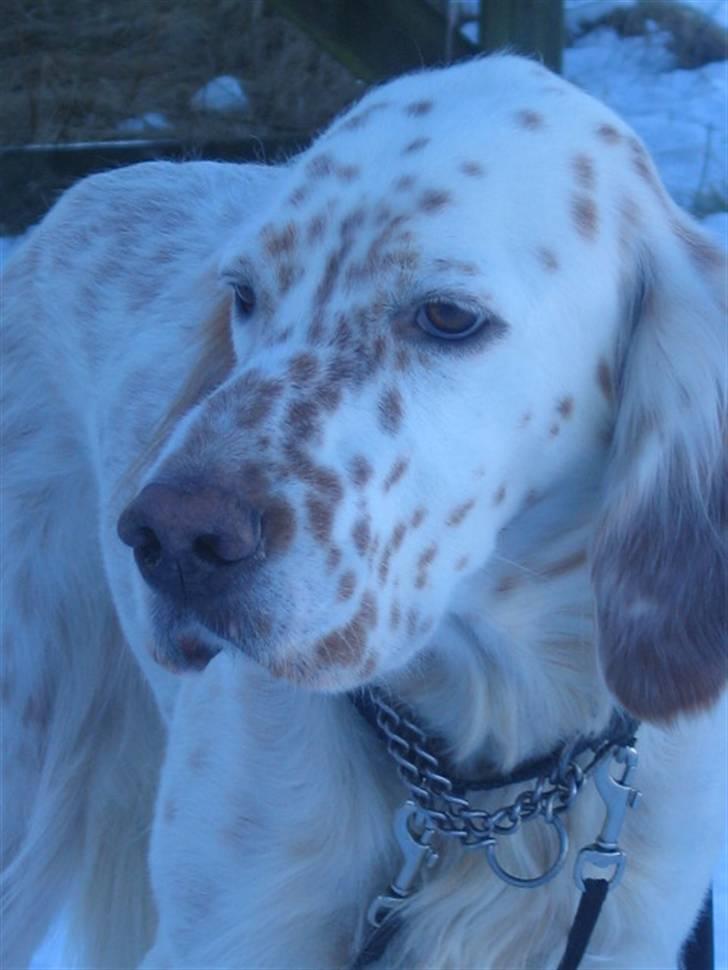 Engelsk setter Altegeinos kittshe billede 10