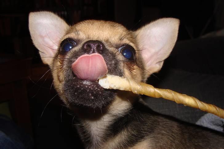 Chihuahua Oliver - Sikke en flot tunge :b billede 3
