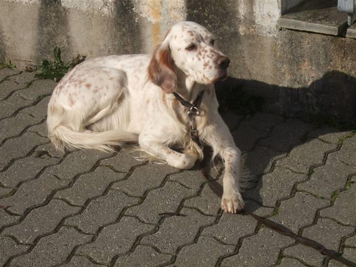 Engelsk setter Altegeinos kittshe billede 11
