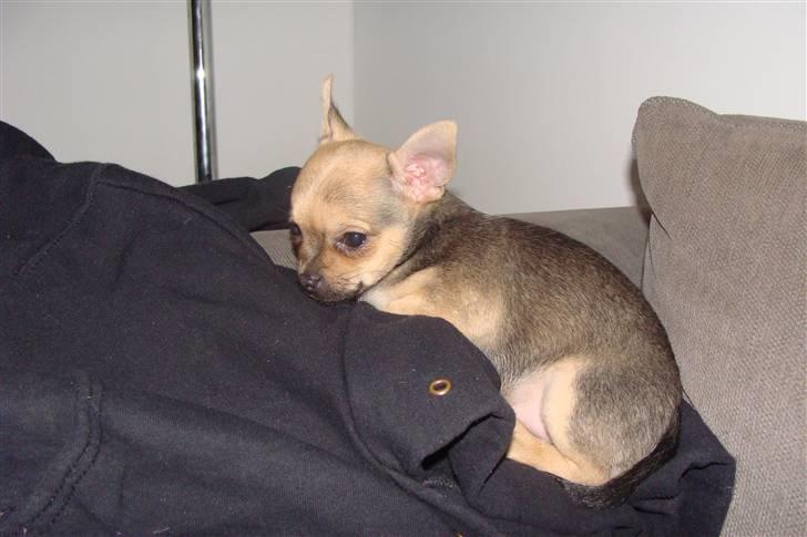 Chihuahua Oliver - Oliver der ligger på min Efterskoletrøje xD billede 4