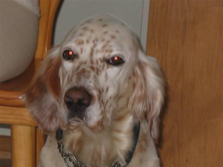 Engelsk setter Altegeinos kittshe billede 12