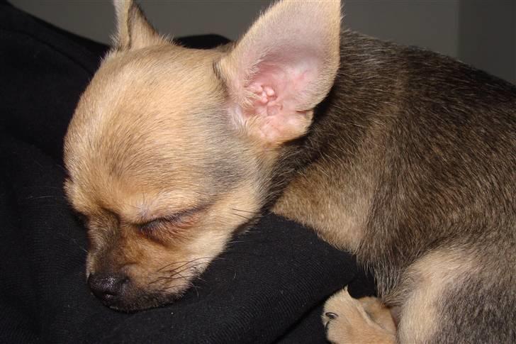 Chihuahua Oliver - Ligger fredeligt & sover . billede 5