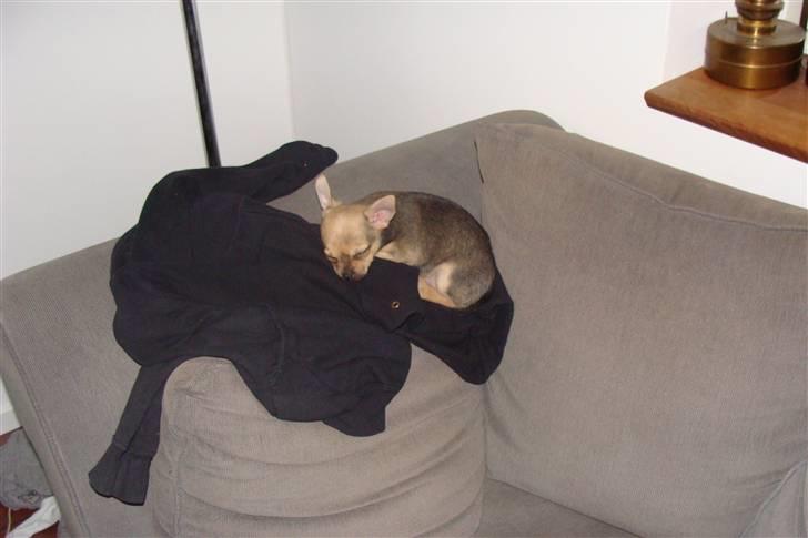 Chihuahua Oliver - Ligger igen & sover fredeligt på min efterskoletrøje :) billede 6