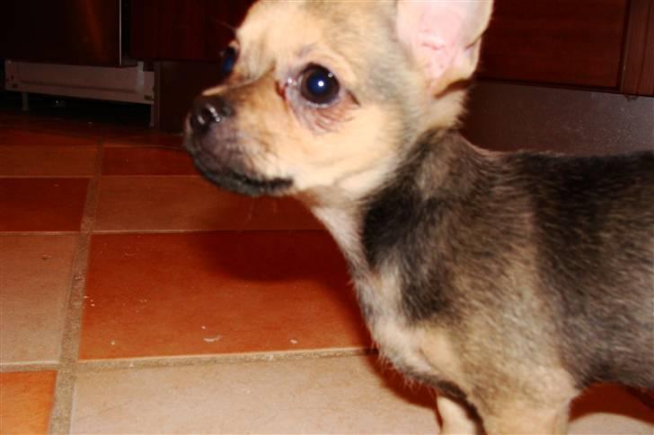 Chihuahua Oliver - Store vilde hund xD billede 7