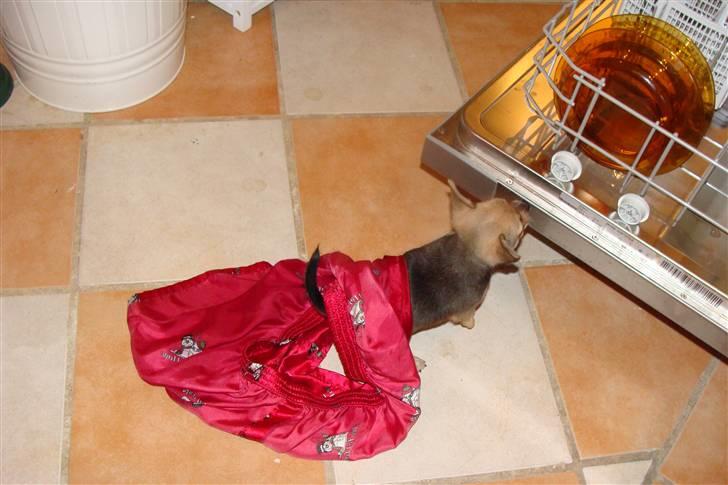 Chihuahua Oliver - Oliver der render rundt med mine natshorts xD . Hvor er du sej Oliver <3 billede 9