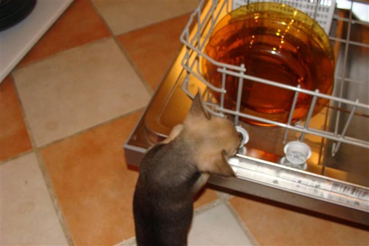 Chihuahua Oliver - Meget nys Oliver :) billede 10