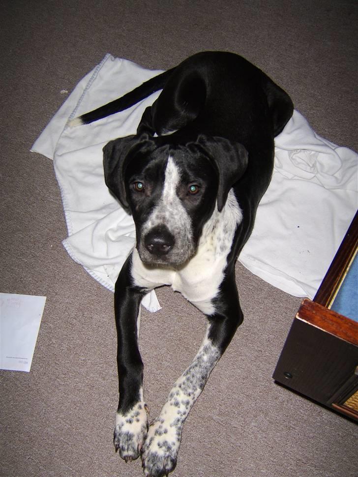 Blanding af racer Raja - Meget savnet billede 19