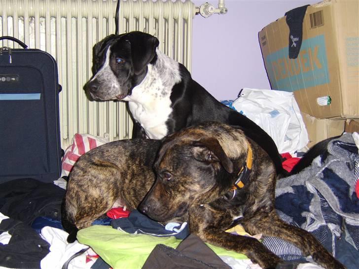 Blanding af racer Raja - Meget savnet billede 20