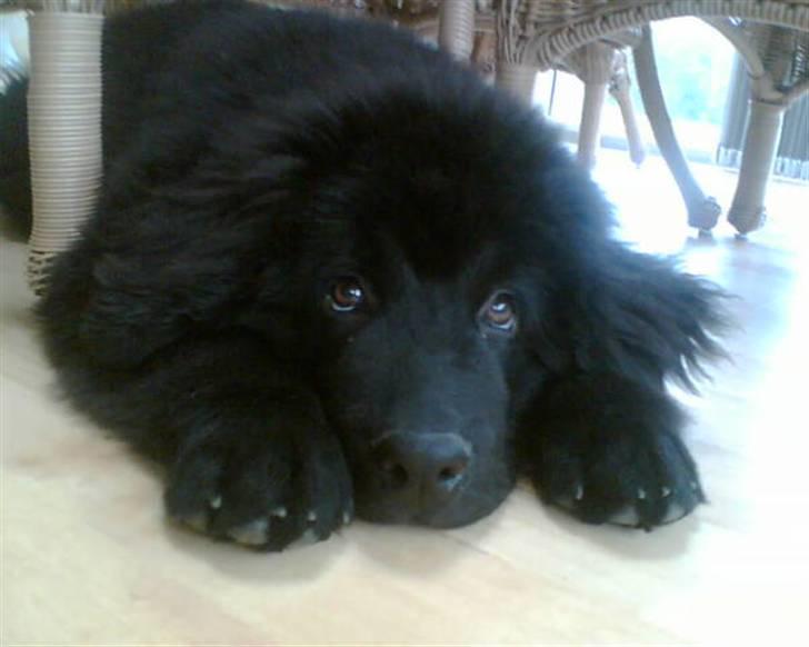 Newfoundlænder Bamse billede 1