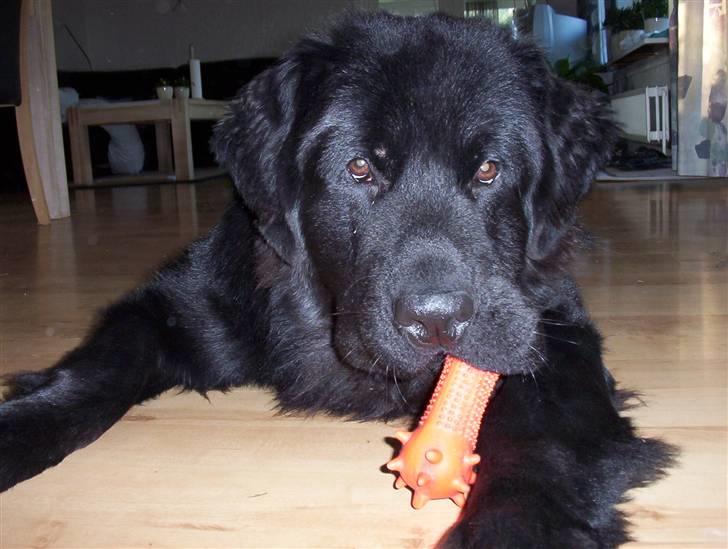 Newfoundlænder Bamse billede 2
